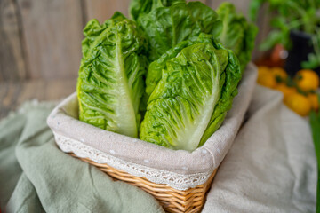 freshly harvested little gem lettuce in wicker basket, healthy food, vegetables