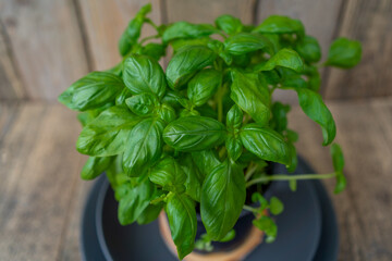 Fresh Green Leaves of Aromatic Great Basil Herb Ocimum basilicum Growing in a pot
