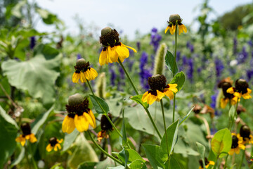 Blackeyed Susan and purple snapdragons wildflowers growing in a Texas field, selective focus
