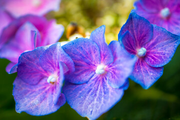 Close-up macro shot of three purple hydrangea or hortensia flowers in a row.