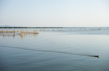 Blue water lake with serene calm water on sunny day. idyllic landscape of natural park in Spain, Albufera lake