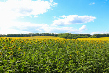 Fototapeta na wymiar A field of sunflowers against a sky with white clouds. Agriculture. Farm.
