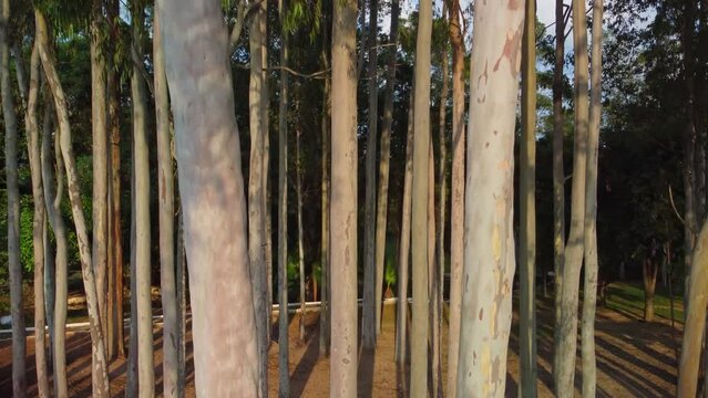 Tree, going up the drone following the trunk of a beautiful tree to the top in a small town in Brazil 4k, natural light.