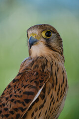 Kestrel beauty portrait with green background