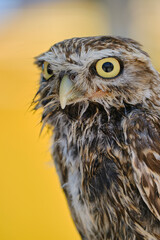 Owlet portrait with yellow isolated background