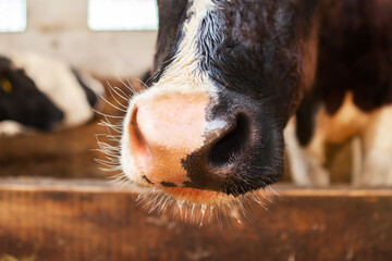 The muzzle of a cow, in a corral on a dairy farm, close-up.