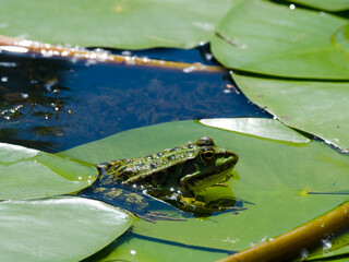 Frog on a green lily leaf in the Dnieper river.