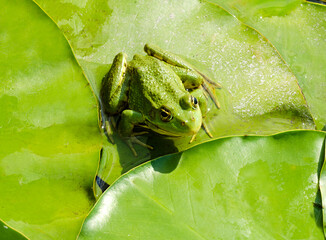 Frog on a green lily leaf in the Dnieper river.
