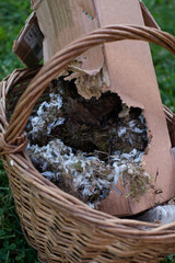 Abandoned nest made by wild mouse or bird. Winter home for unwanted animal.