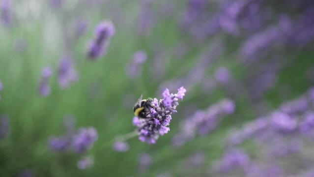 Flying bumble-bee gathering pollen from lavender blossoms. Close up Slow Motion. Beautiful Blooming Lavender Flowers swaying in wind. Provence, South France, Europe. Calm Cinematic Nature Background