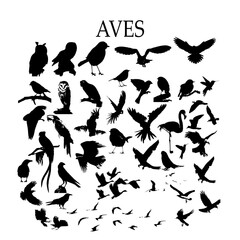 Obraz na płótnie Canvas Aves, silueta vectorial