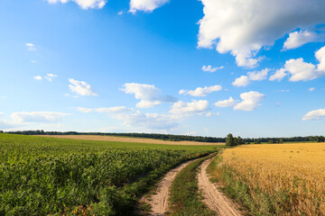A dirt road separating a corn and wheat field against a sky with white clouds. Agriculture.