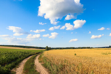Fototapeta na wymiar A dirt road separating a corn and wheat field against a sky with white clouds. Agriculture.
