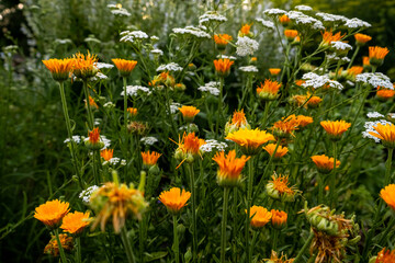 Flowers in Colonial Williamsburg garden