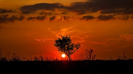 Red sunset of the hot sun on the background of the silhouette of a tree and dry grass. Red Sky....