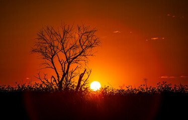 Red sunset of the hot sun on the background of the silhouette of a tree and dry grass. Red Sky. Global warming, climate change, extreme heat waves. Hot evening. Danger of fire.