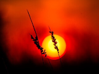 Red sunset of the hot sun on the background of the silhouette of a tree and dry grass. Red Sky. Global warming, climate change, extreme heat waves. Hot evening. Danger of fire.