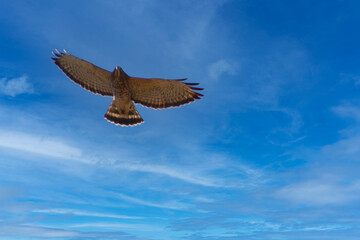red tailed hawk