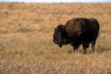 Bison