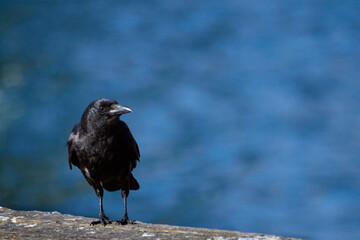 Solo Crow