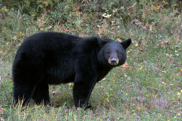 Obraz premium brown bear in the woods