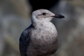 Gull