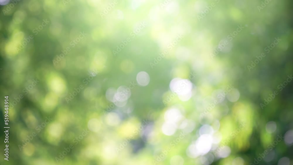 Wall mural abstract background bokeh green leaf background nature and background concept