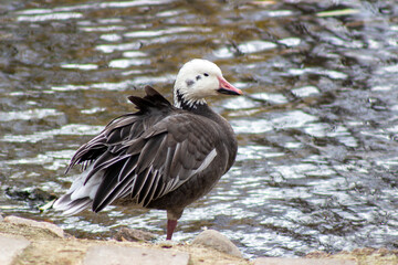 Snow goose