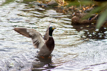 duck on the water