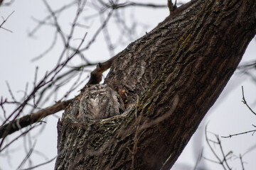 Owl