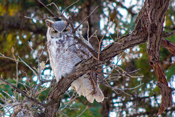 great horned owl in tree