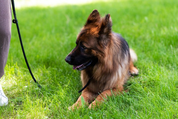 Beautiful German Shepherd on the grass, on a green background.