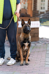 Belgian Shepherd, Malinois, on the street in the city.