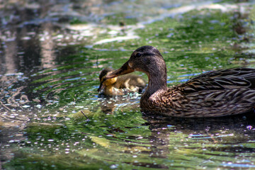 Duckling