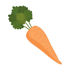 carrot fresh vegetable