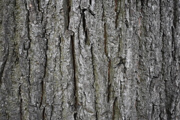 old tree bark as texture for background