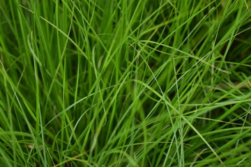 green grass background