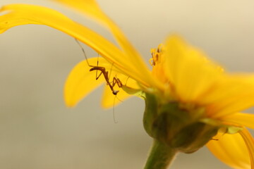 mantis hiding in yellow flower