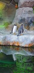 Humboldt penguin in the aviary of the Moscow zoo