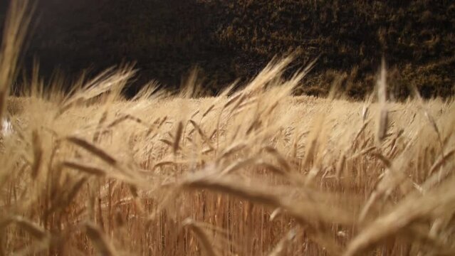 yellow wheat in the foreground with movement to show mountain in the background, cusco, peru, yanaoca