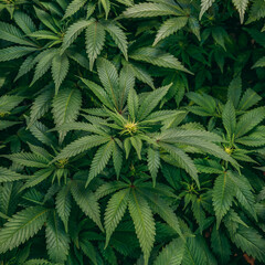 Naklejka na ściany i meble cannabis 