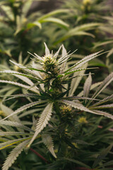 Obraz premium cannabis 