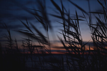 Obraz premium Grass silhouette against sunset sky