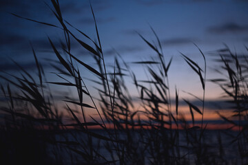 Fototapeta premium Grass silhouette against sunset sky