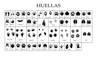 Huellas de diferentes animales, silueta vectorial. © Gaby.Art