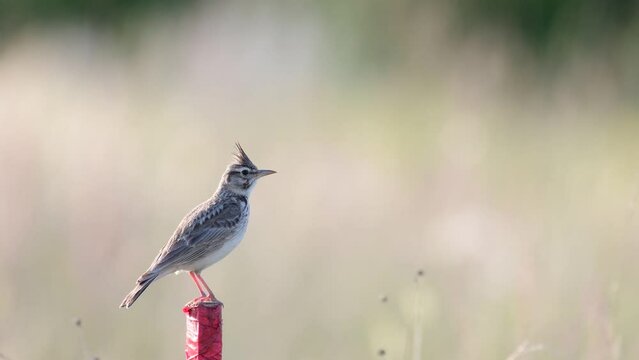 Common crested lark. Galerida cristata. A songbird with a crest on its head. Singing bird.