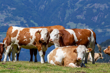 Fototapeta na wymiar Cows grazing on meadows on alpine mountains
