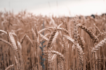 gothic wild field with wheat