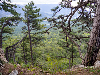 Crimea pines