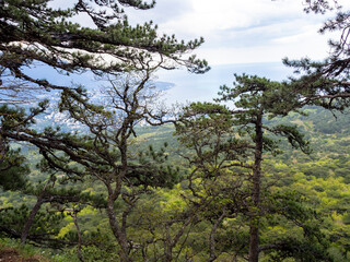 Crimea pines